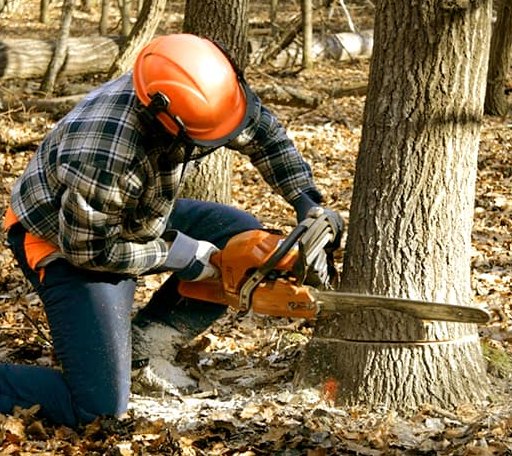 Tree Removal in Loving, TX